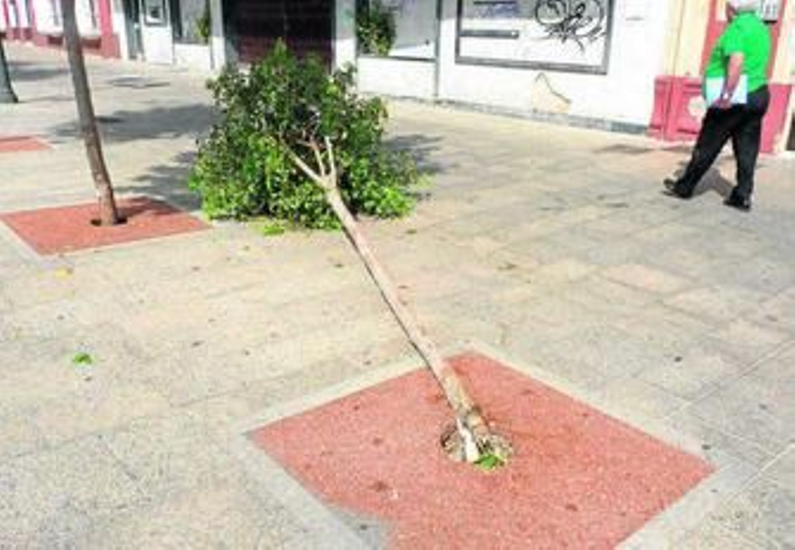 Imágen de archivo de un árbol  partido en la Alameda Moreno de Guerra, en San Fernando .