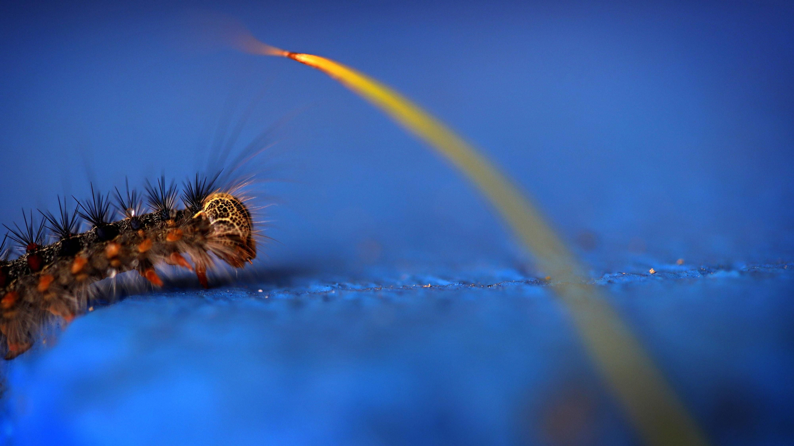 Un ejemplar de Lymantria dispar, conocida como lagarta peluda.