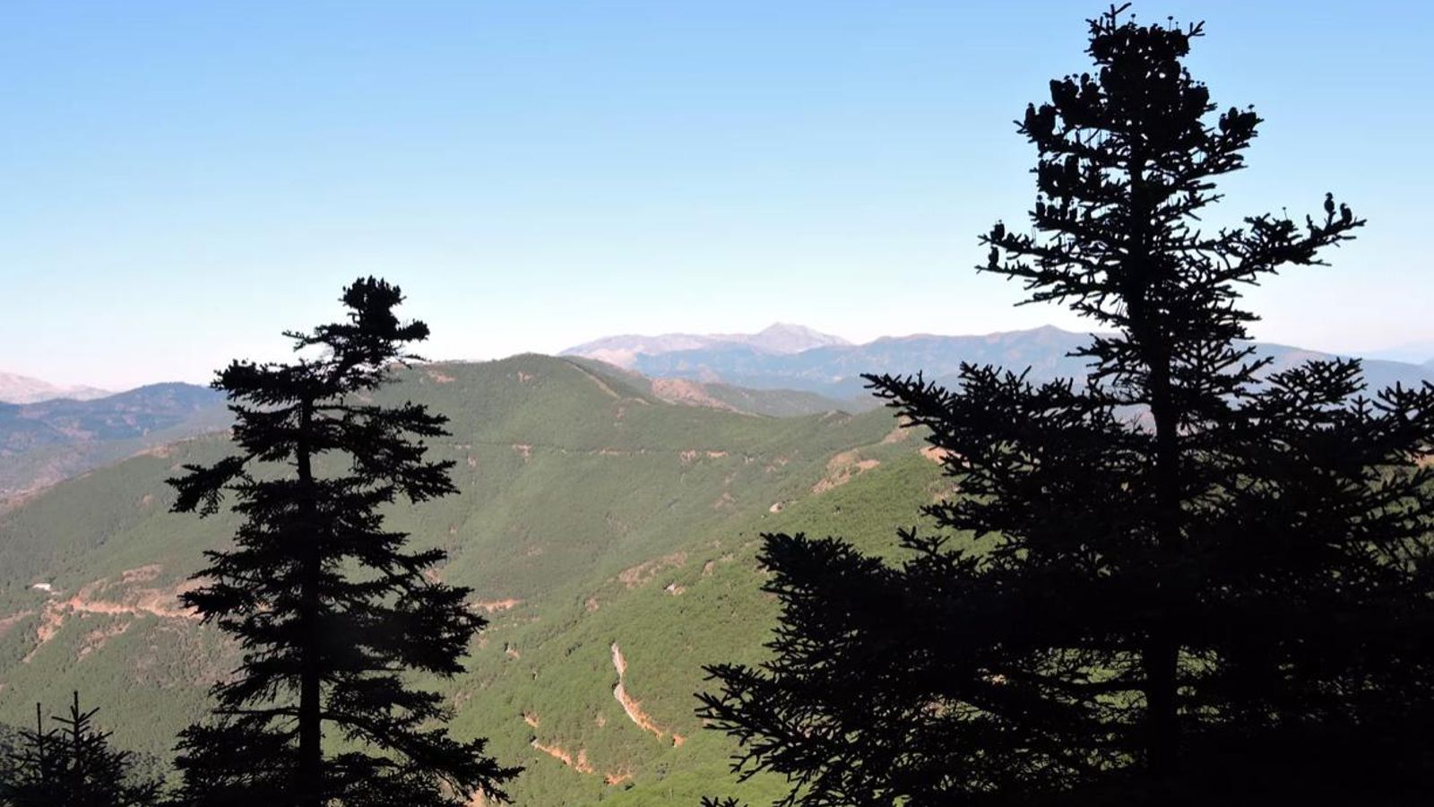 Dos pinsapos con la Sierra de las Nieves de fondo.