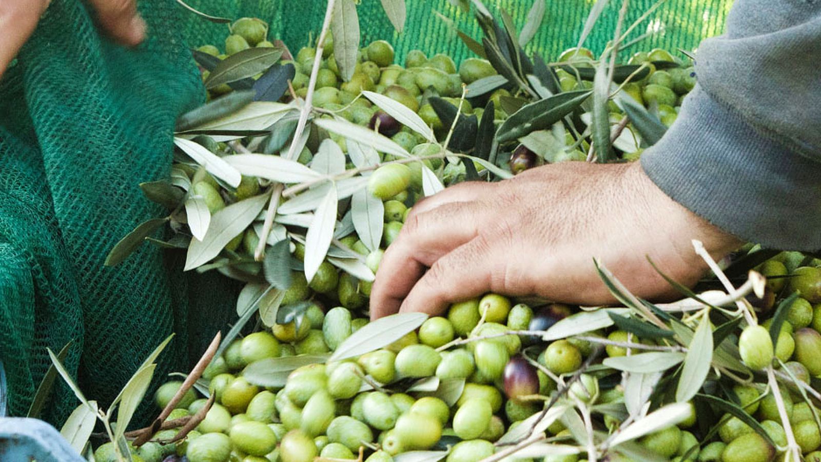 Aceitunas recién cogidas.
