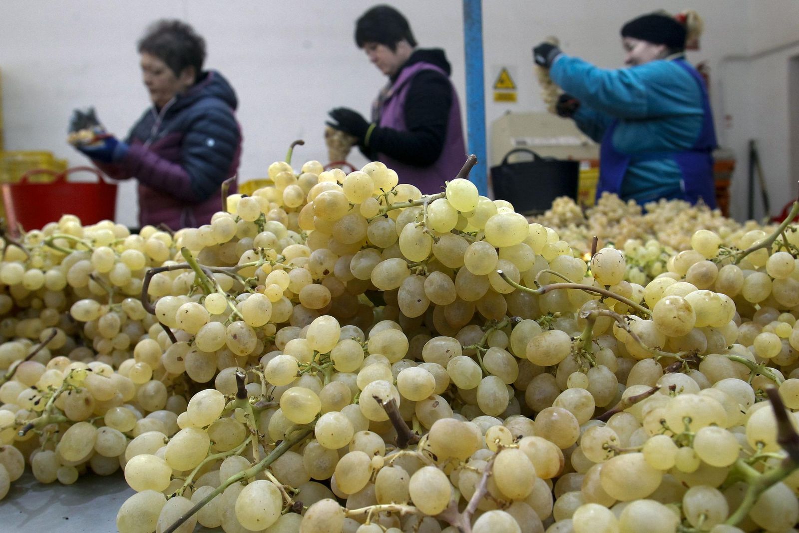 La subida del precio de las uvas ha sido descomunal y va a convertirse ya mismo en postre sólo apto para los bolsillos más adinerados