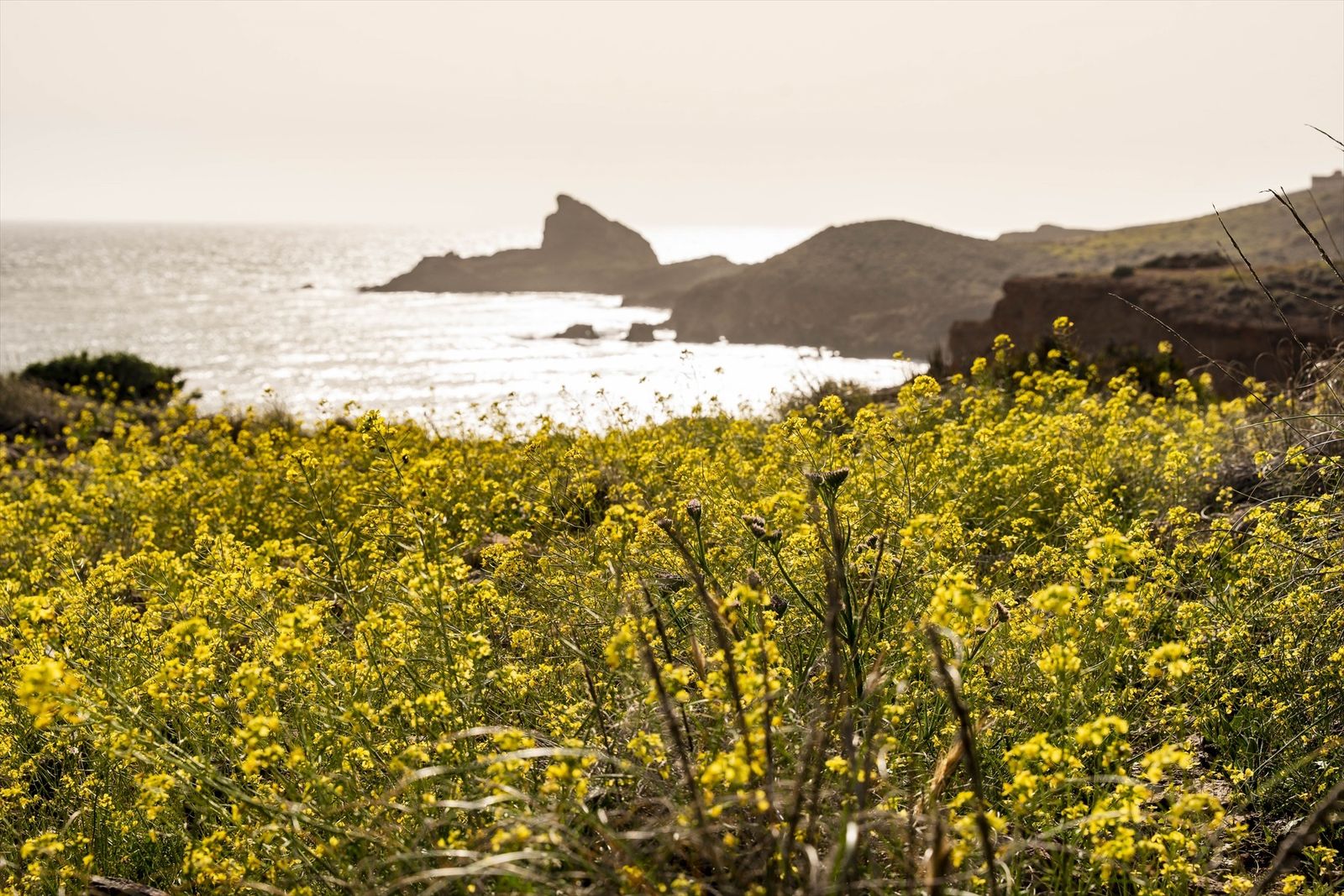 Explosión de vida en el Parque Natural Cabo de Gata, así florece tras un invierno lluvioso