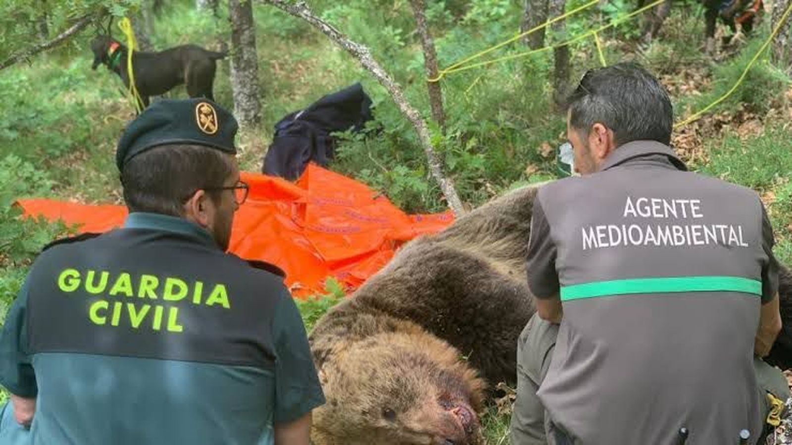 Muere un oso macho tras pelearse con una osa que iba con su cría