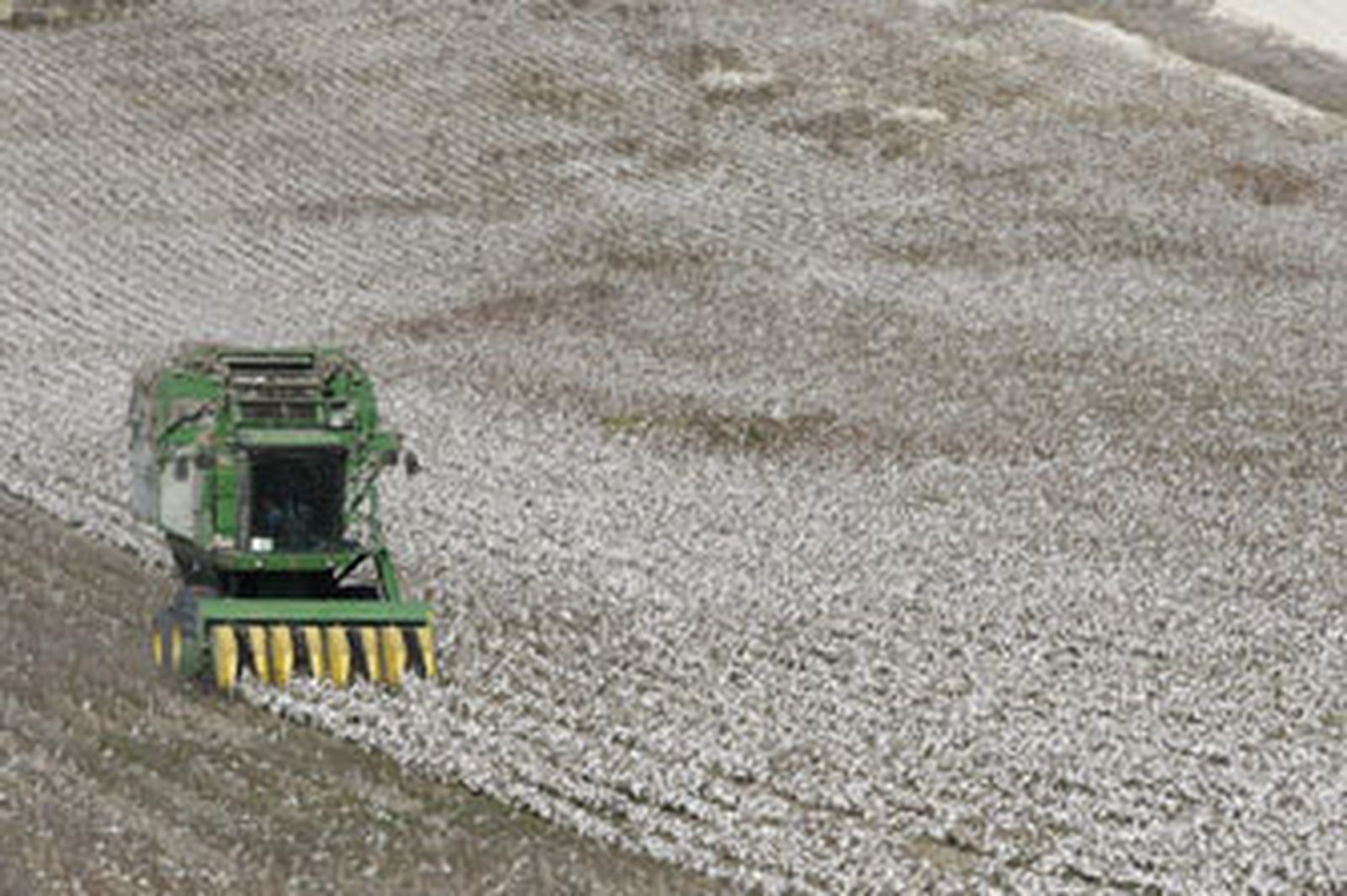 Maquinaria agrícola recogiendo el algodón en una explotación agraria situada en los límites con el término municipal de Rota. /Fito Carreto