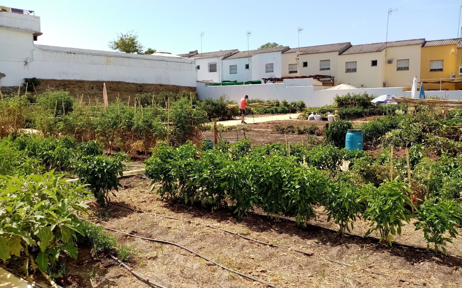 Alcalá de Guadaíra abre el plazo para solicitar los huertos urbanos ecológicos hasta el 13 de diciembre