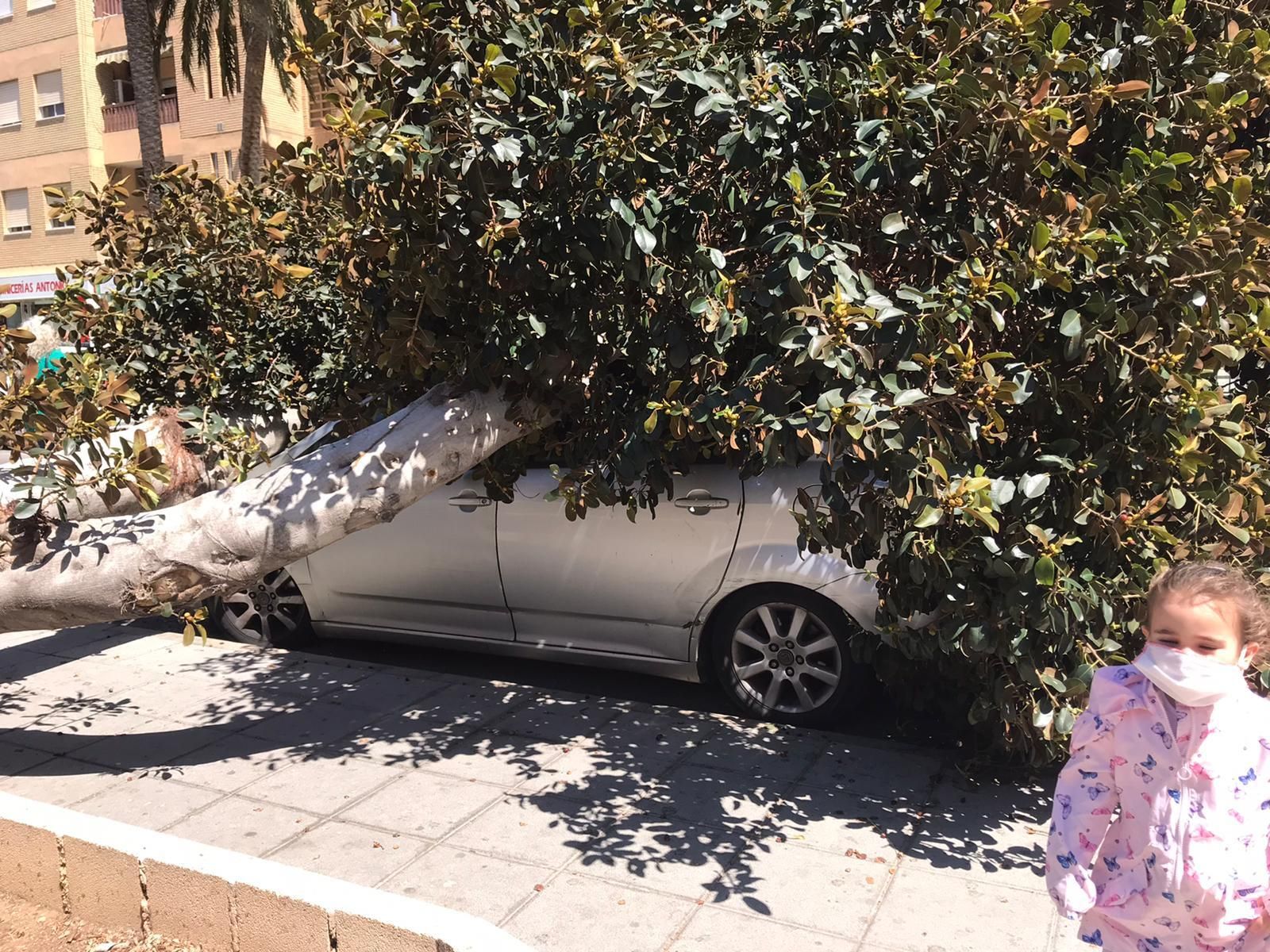 El viento derriba un árbol sobre un coche en El Zapillo