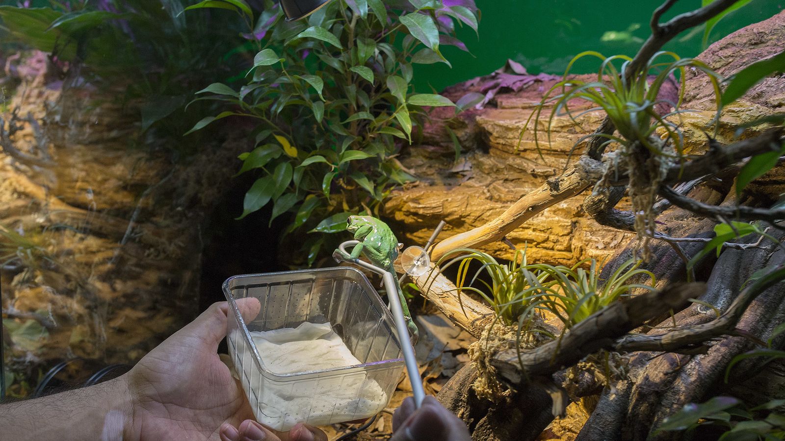 Ejemplar de anfibio de la exposición 'Veneno'.