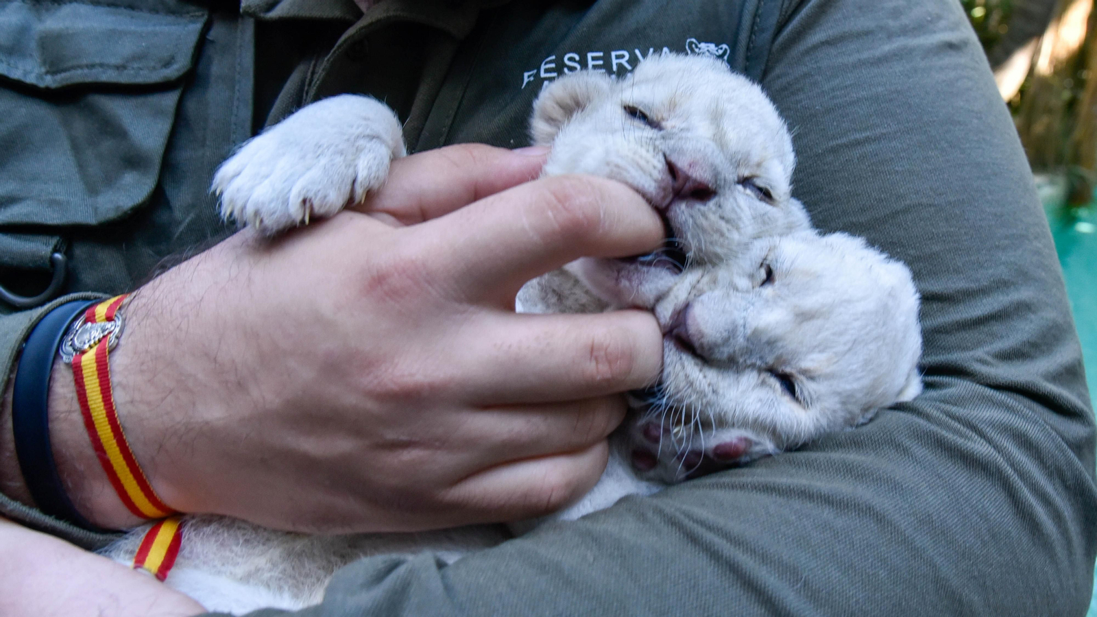 Las fotos de los chachorros de leones blancos de Jimena