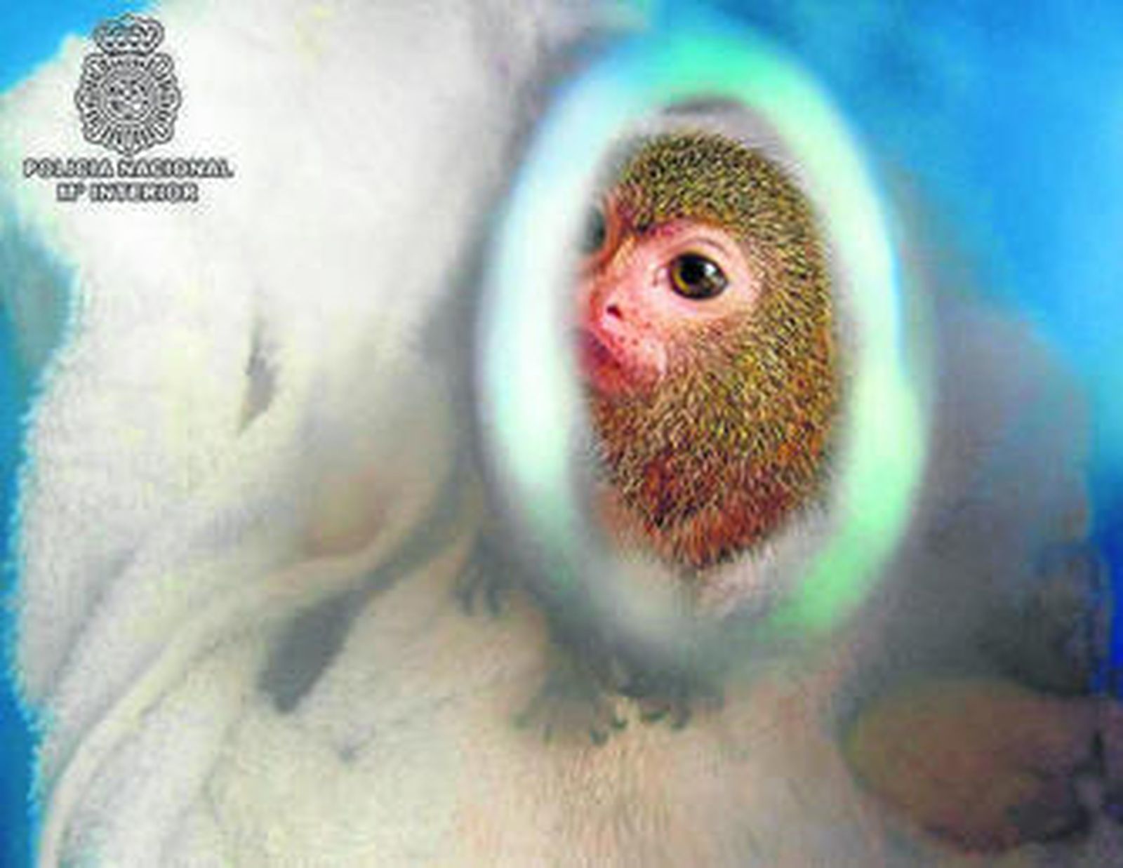 La ardilla richardson, en las dependencias policiales.