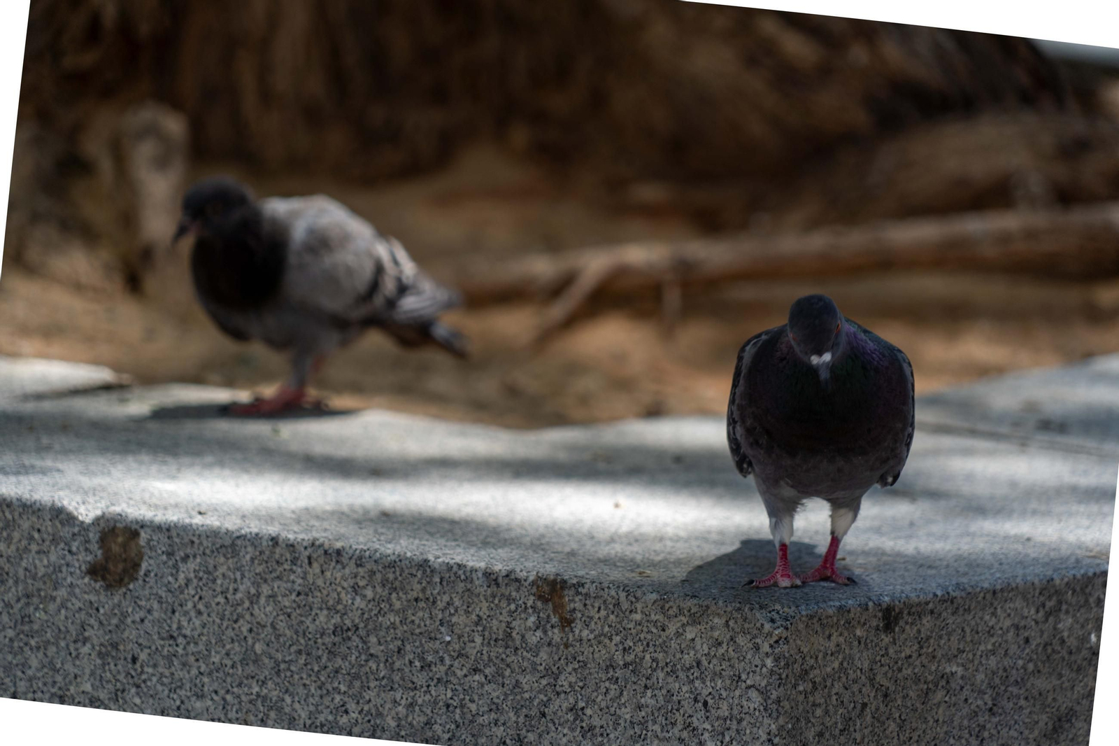 La Plaza Quintero Báez, espacio peatonal, arbolado y punto de encuentro urbano.