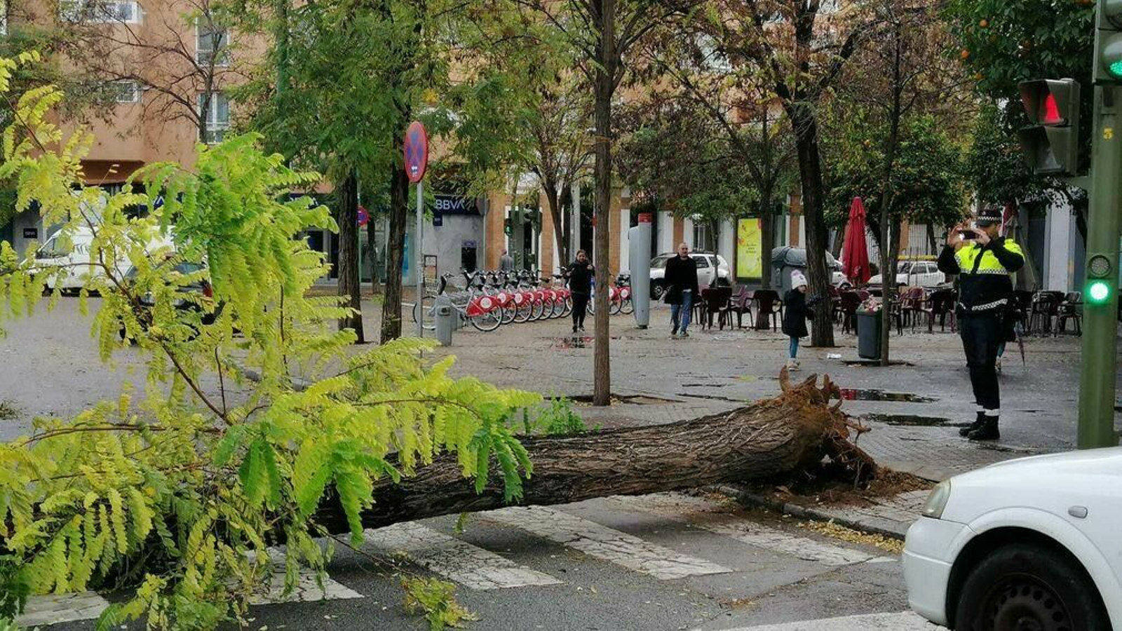 Un árbol caído esta semana en la calle San Juan Bosco