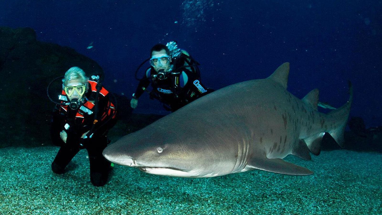 Bucear y dormir entre tiburones - Aquarium de Mallorca.