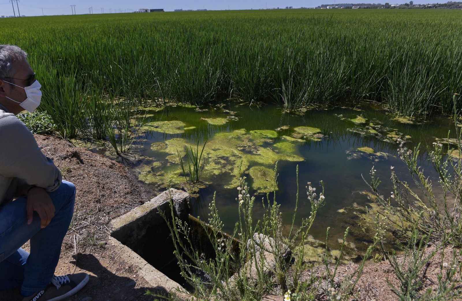 Aguas en una zona de arrozal de La Puebla del Río, en una imagen tomada el pasado verano.
