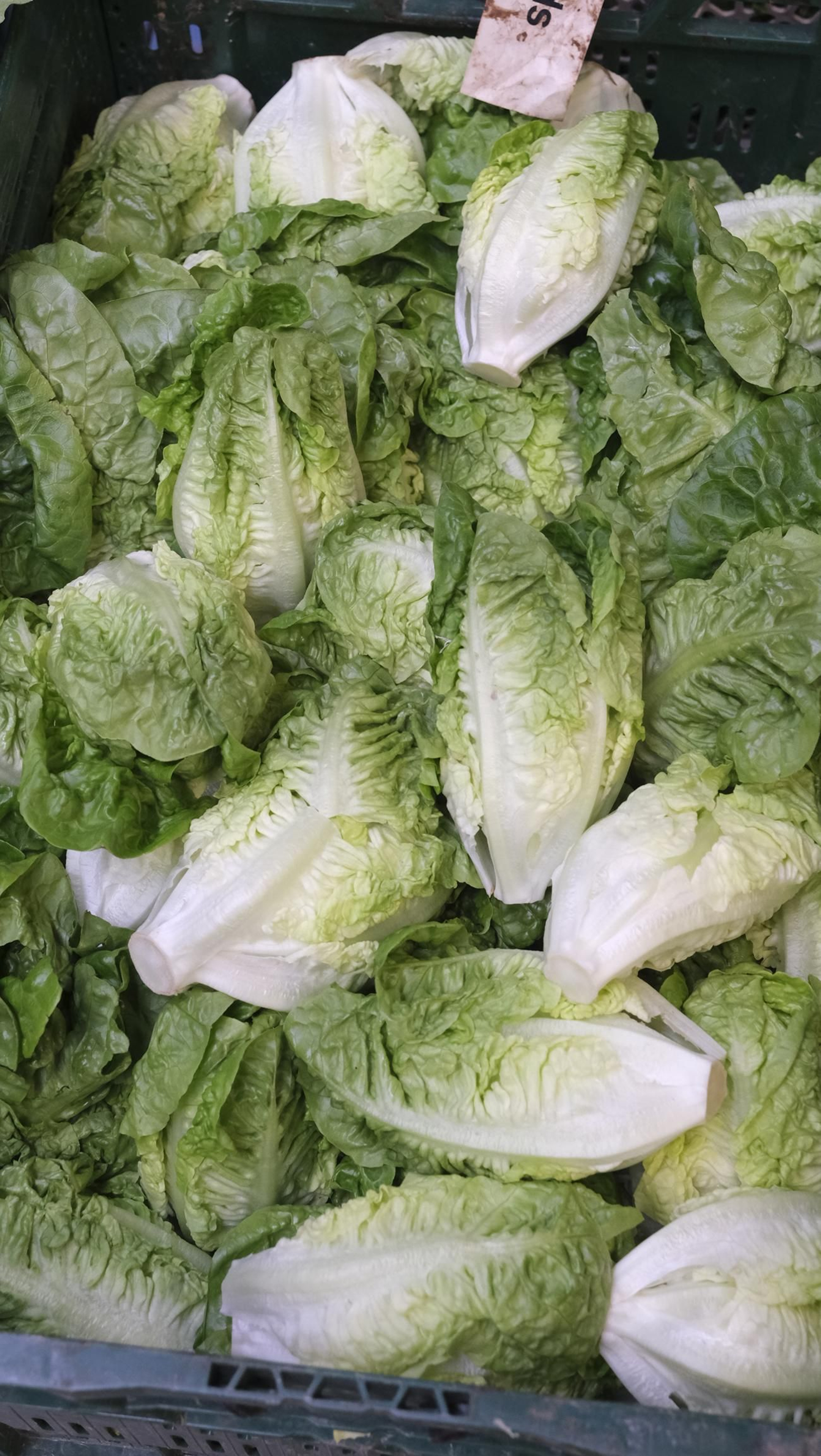 Desde Cuevas del Almanzora para el resto del mundo, las mejores escarolas con Cuadraspania, en imágenes