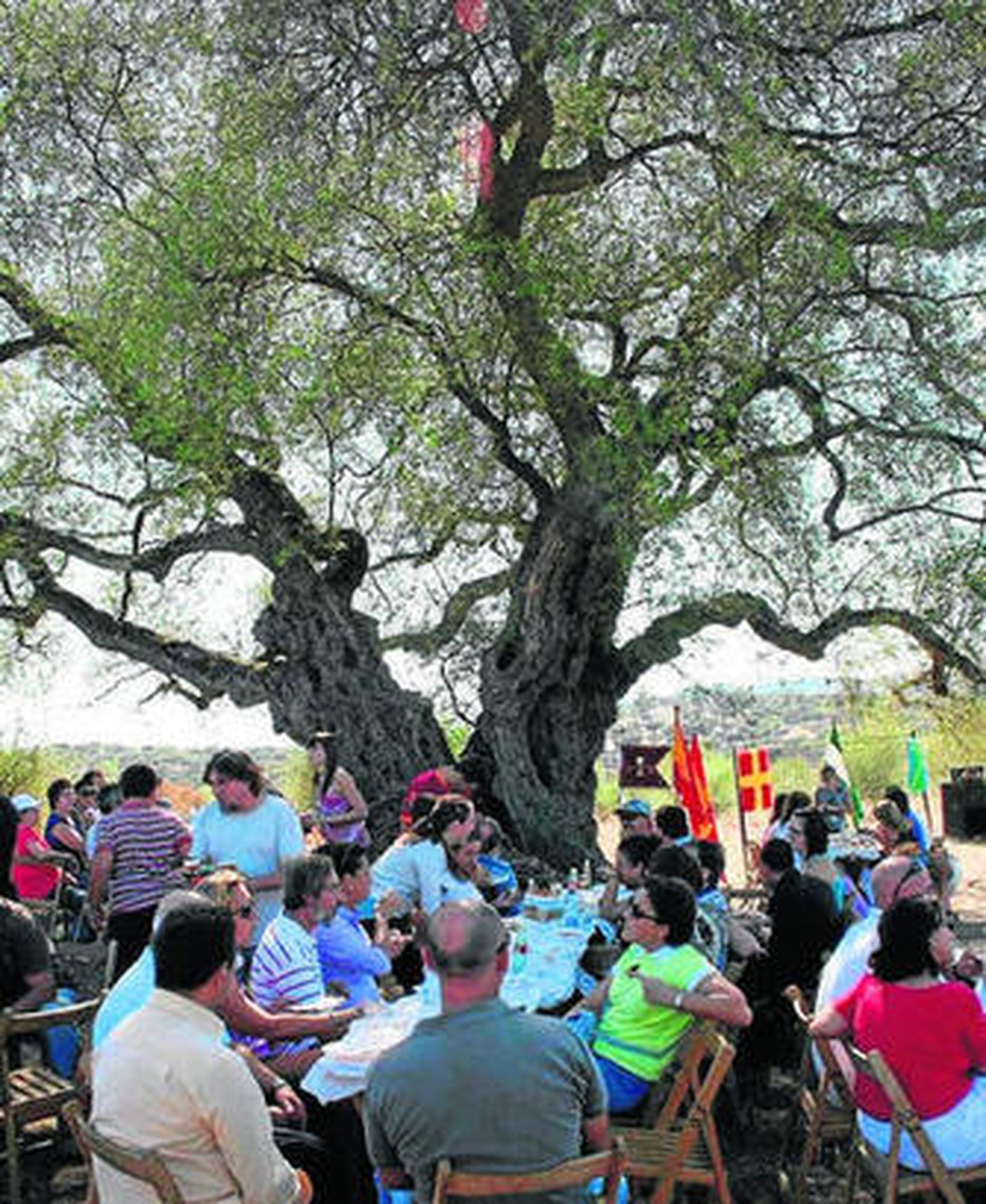Jornada de convivencia a la sombra del acebuche milenario.
