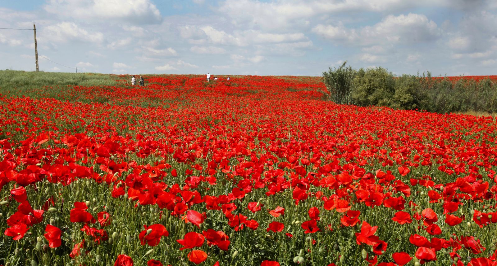 Campo de amapolas en Alcalá de Guadaira