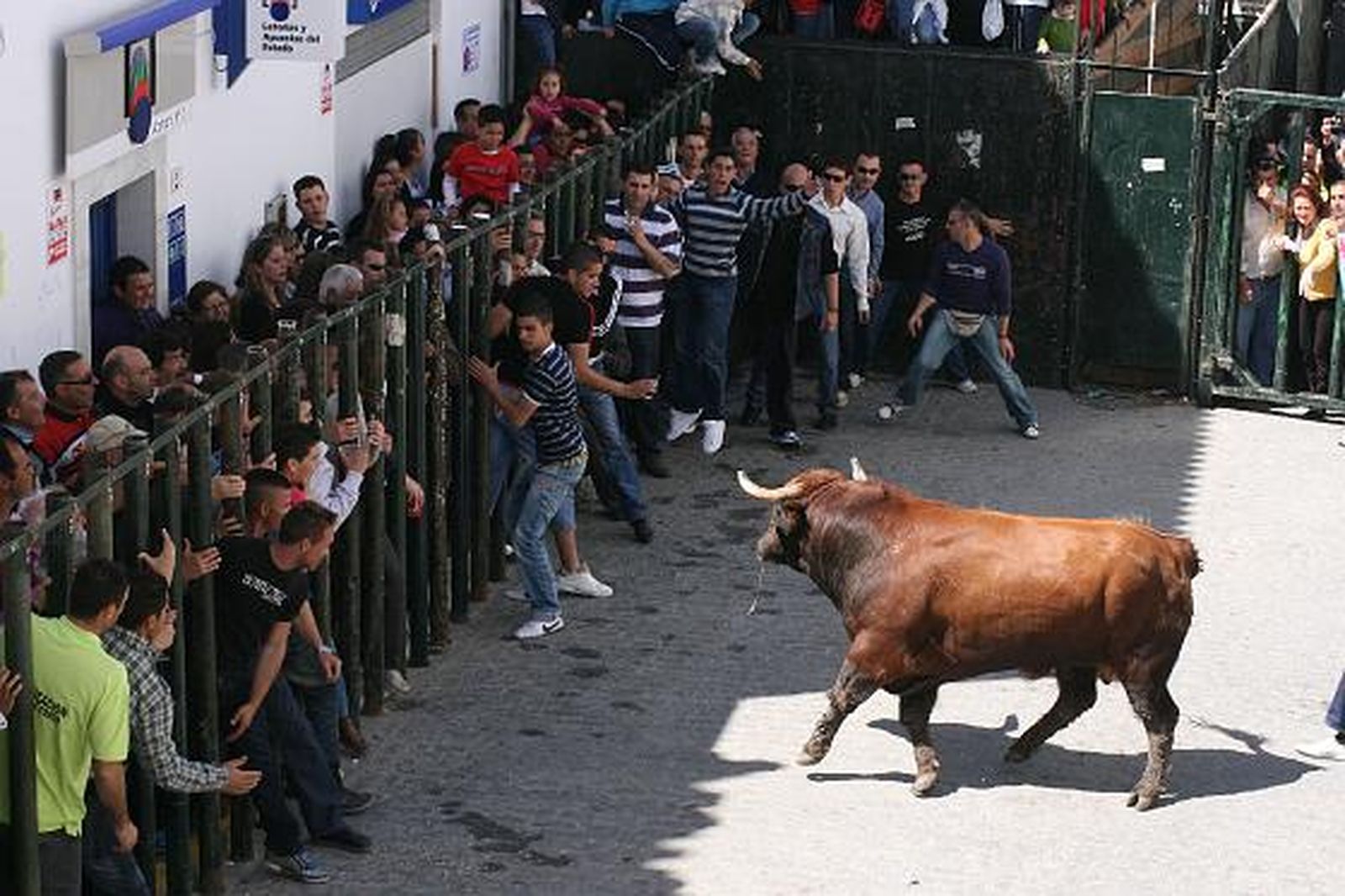 Paterna también se echó a la calle para disfrutar del toro embolao coincidiendo con el Domingo de Resurreción. 

Foto: Manuel Aragon Pina