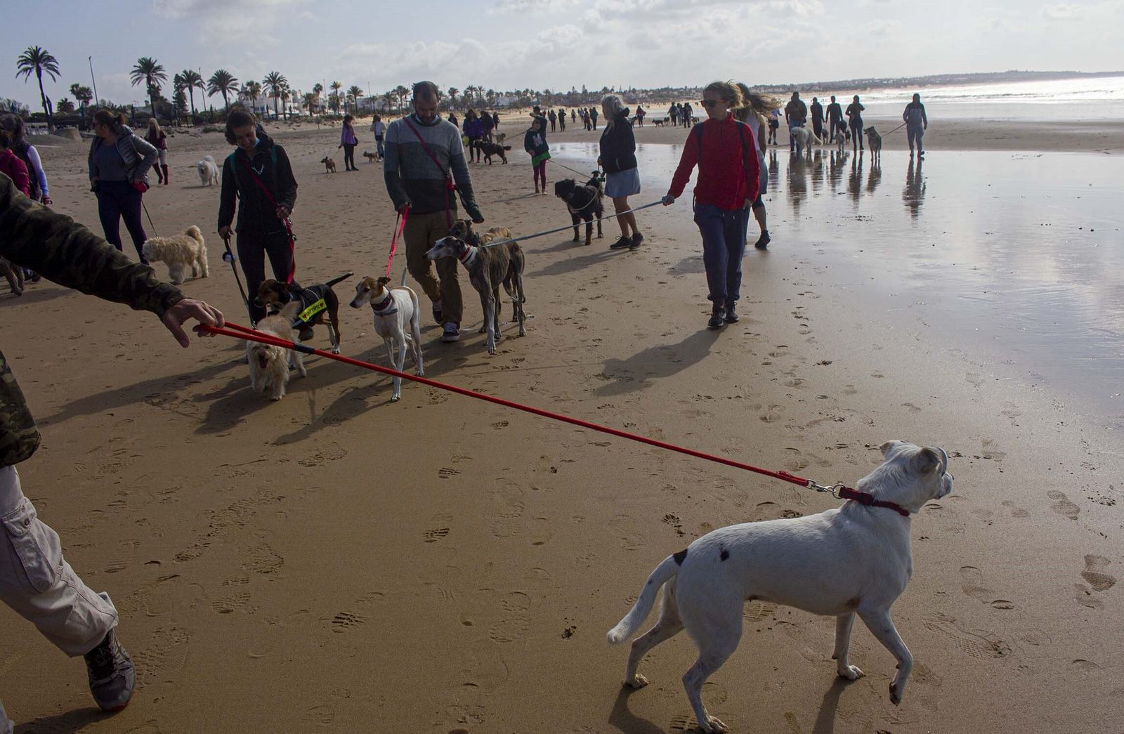 Paseo con perros celebrado en las playas de Chiclana, en una imagen de archivo.