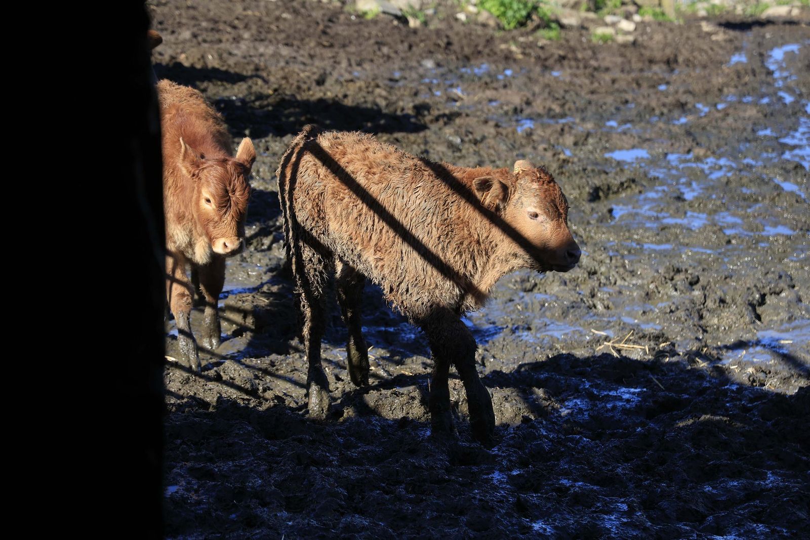 Las fotografías de la ganadería de Luis Benítez en Tarifa