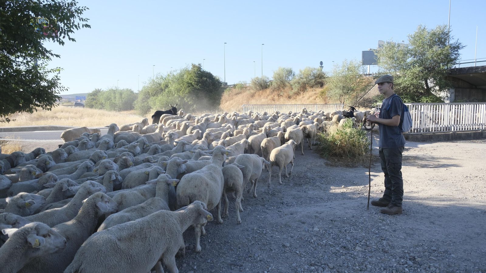 Paso de los animales por el Cordel de Écija. Paso de los animales por el Cordel de Écija.