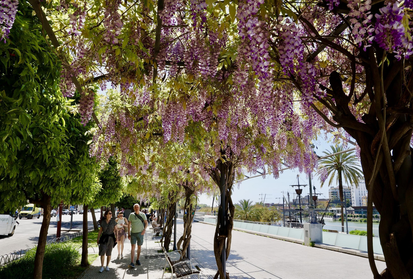 La belleza de las glicinias del Paseo de Cristóbal Colón