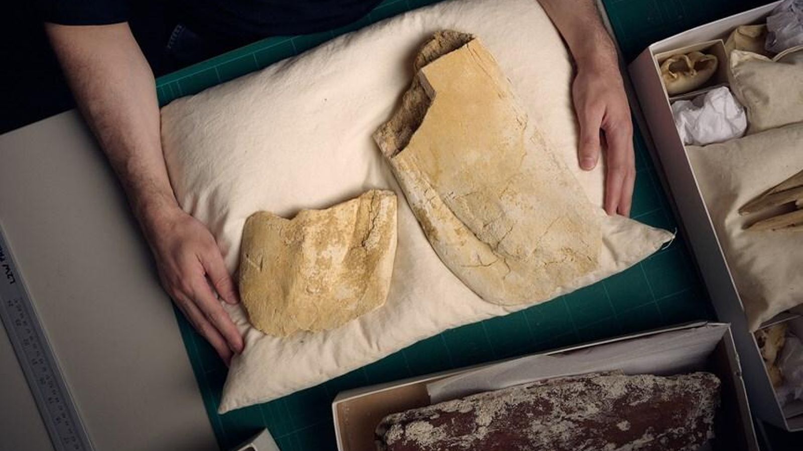 Muestra de los fósiles de ballena