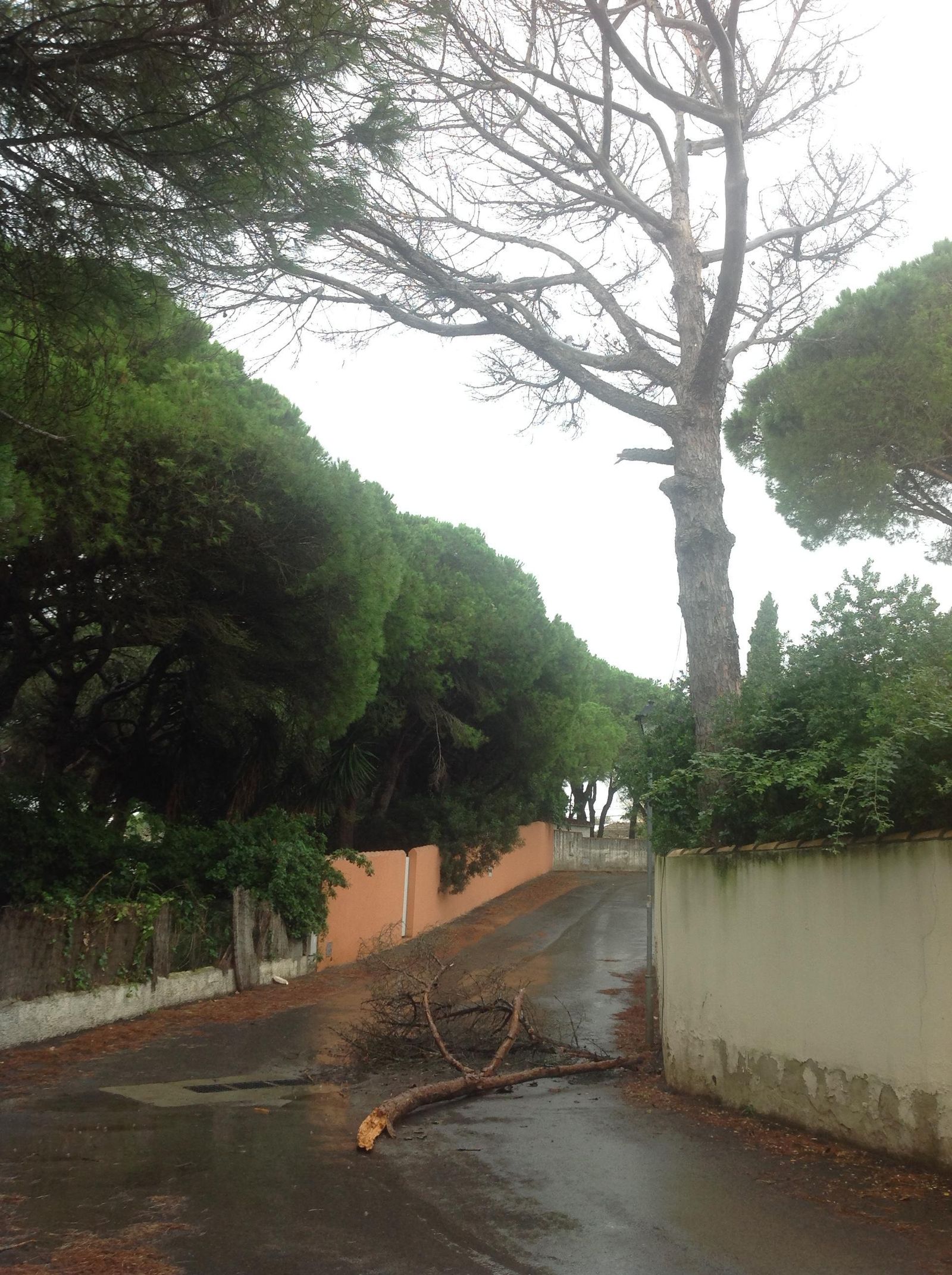 Imagen de una enorme rama que cayó a la vía el pasado 5 de noviembre.