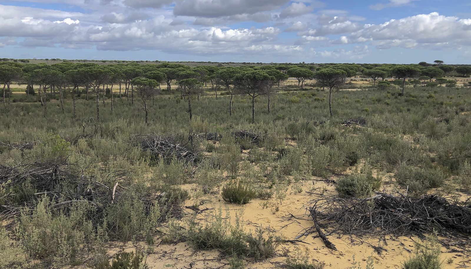 El resurgir de Doñana: tres años después del incendio