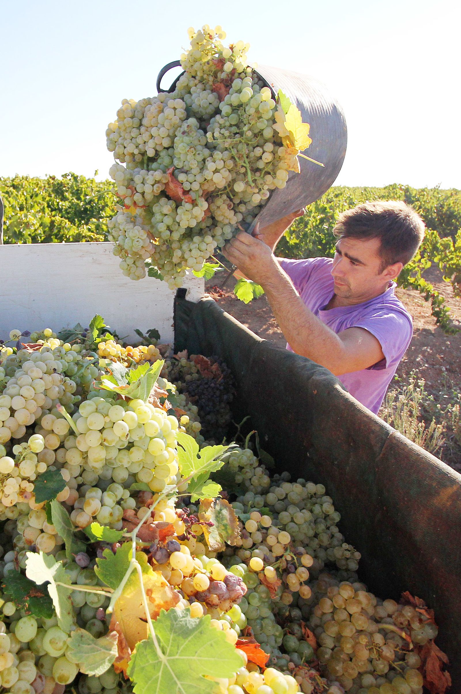 Imágenes de la vendimia en el Condado de Huelva.