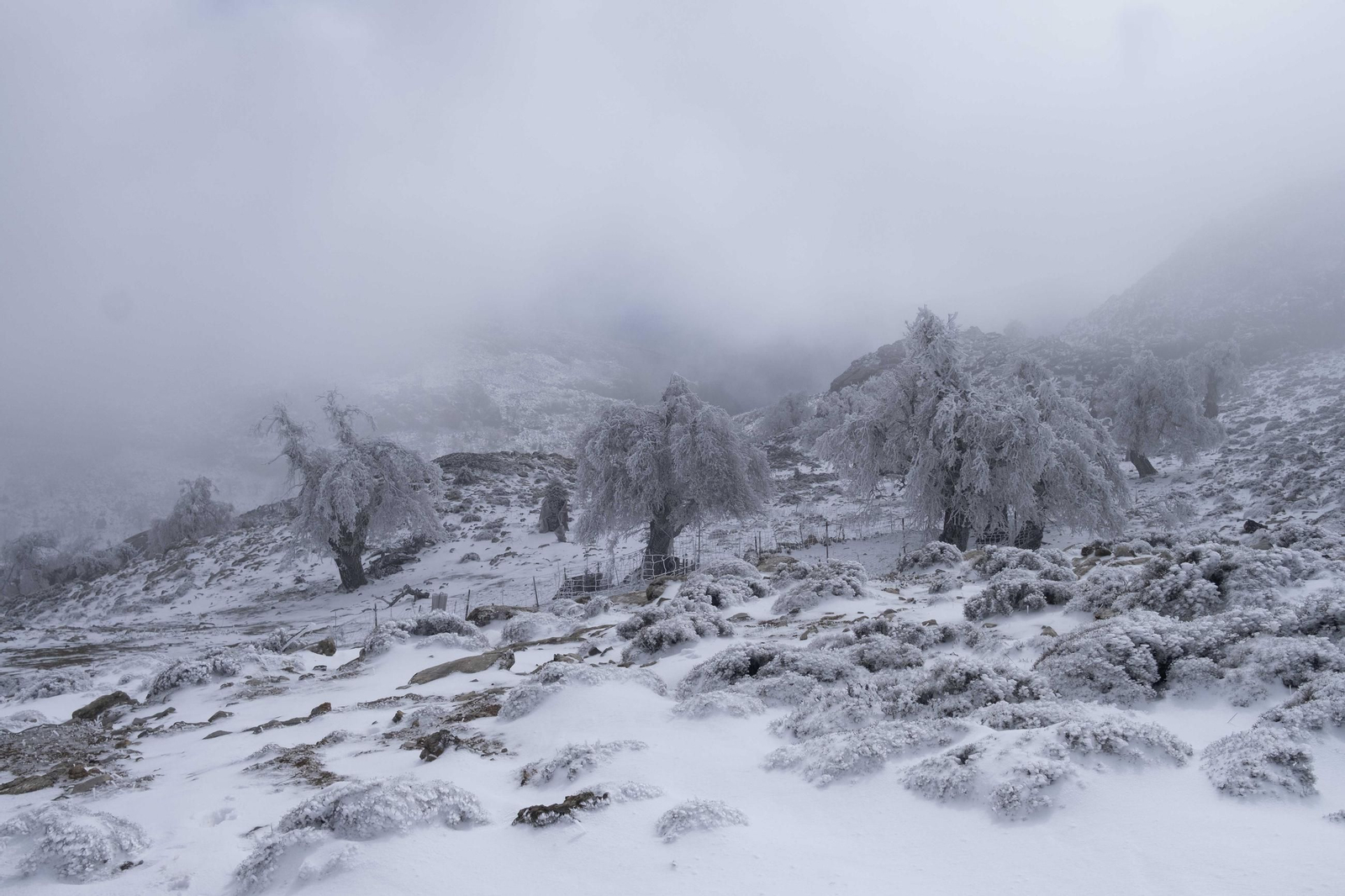 Nevada en la Sierra de las Nieves, en fotos