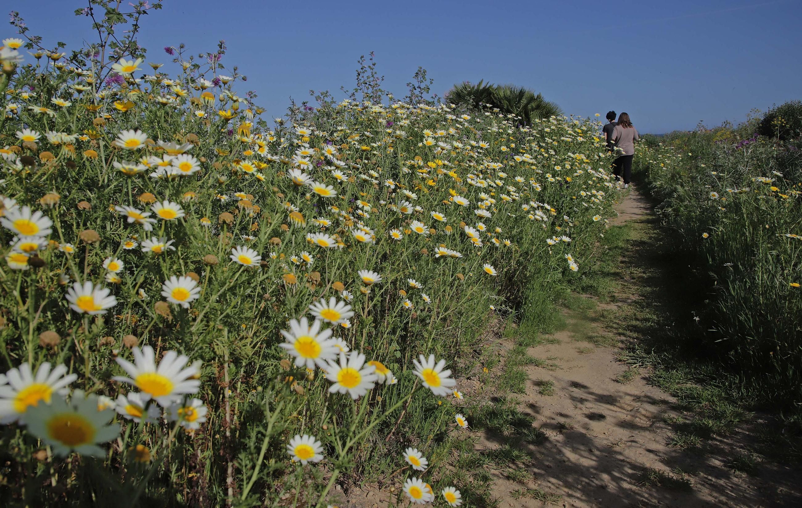 Fotos del estado de abandono del Parque del Centenario de Algeciras