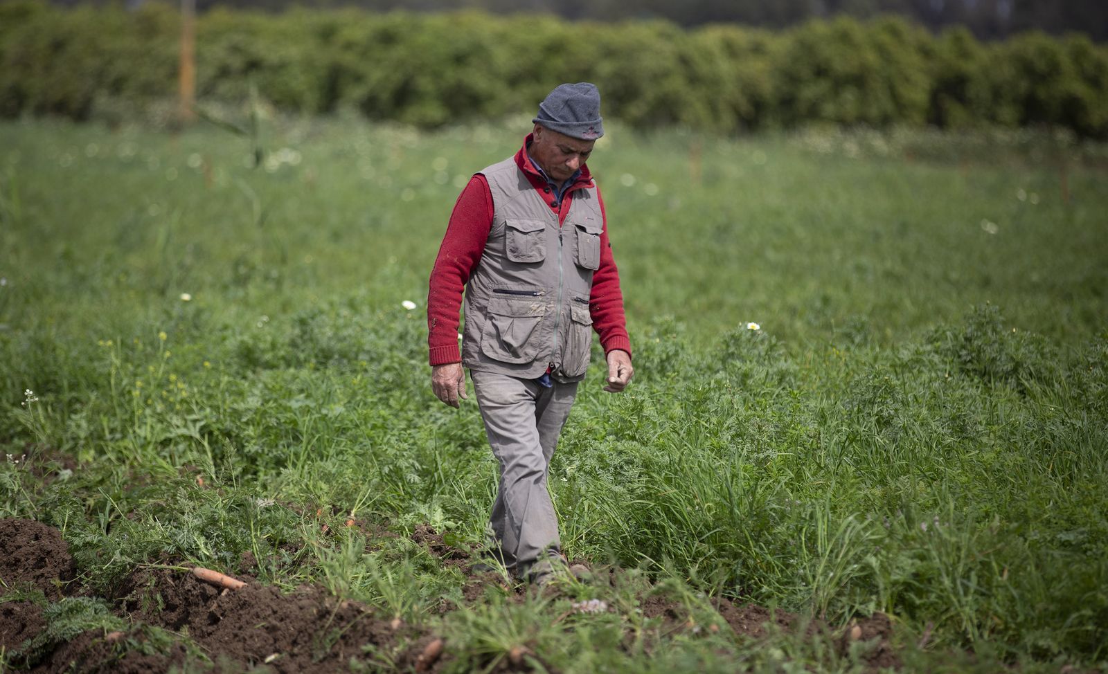 Coronavirus: de la tierra a la mesa