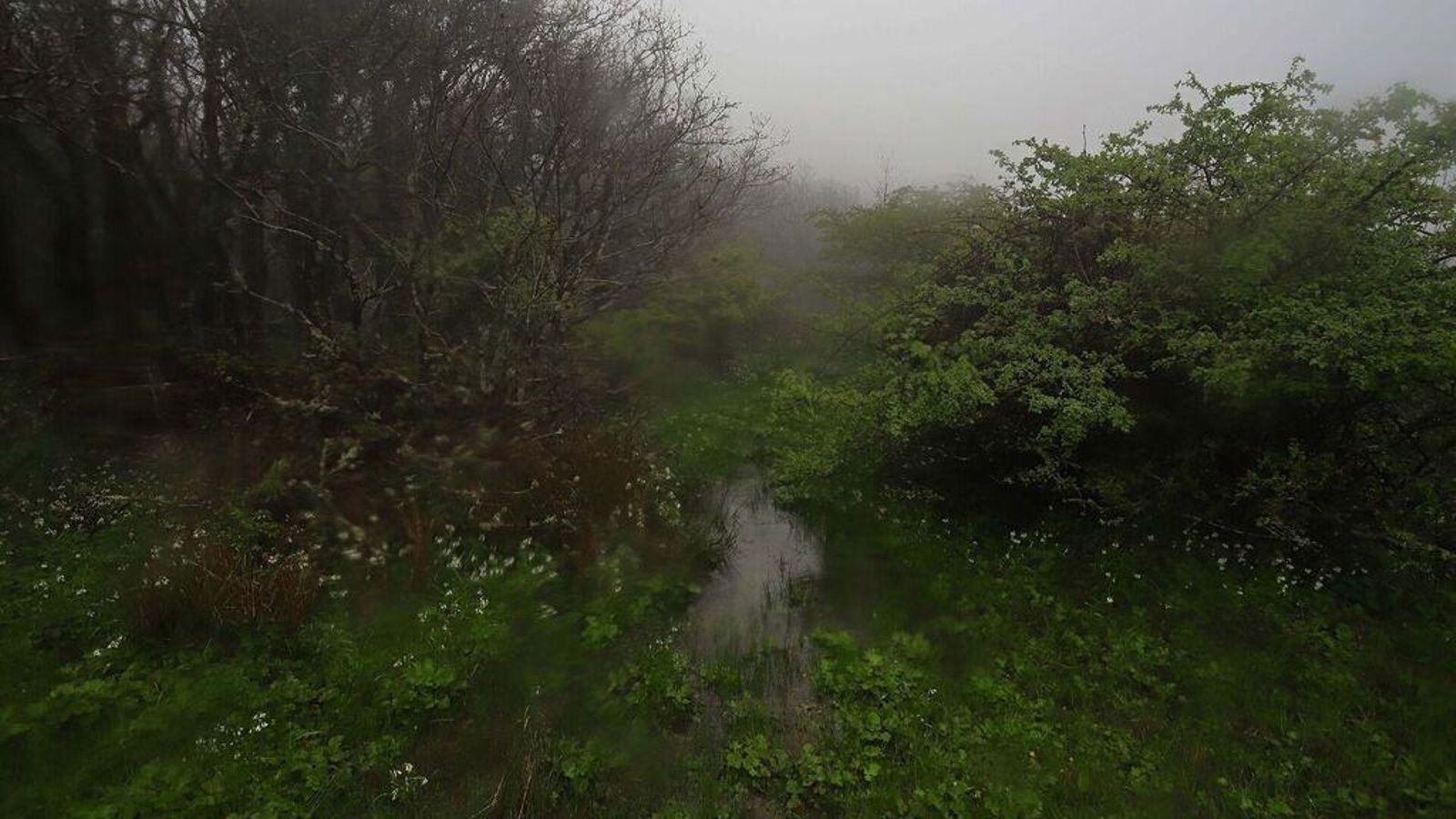 Bosque de Niebla.