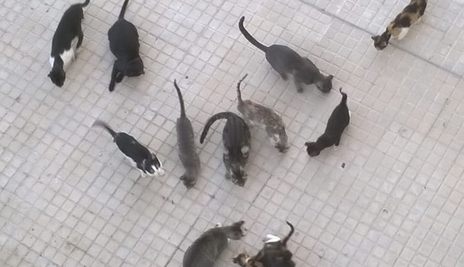 Escena habitual que se puede ver desde una de la ventana de las viviendas que dan al patio