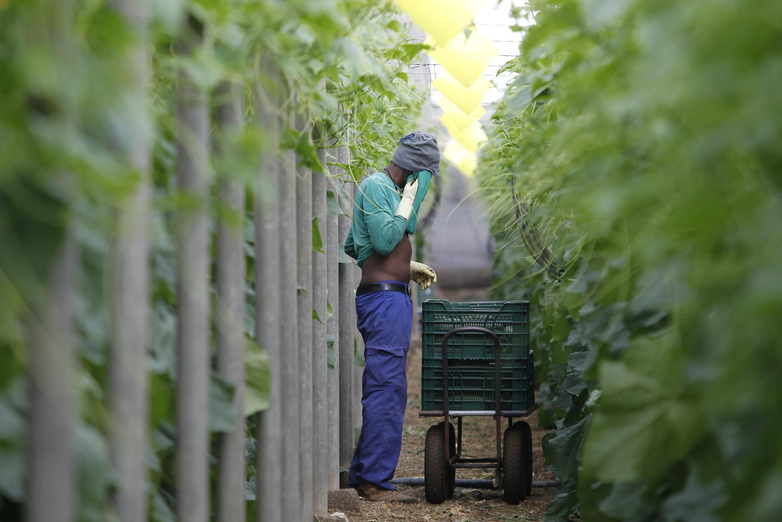 El agro almeriense no puede dormirse en los laureles o puede 'morir de éxito', pues sus competidores están mejorando su sistema de producción.