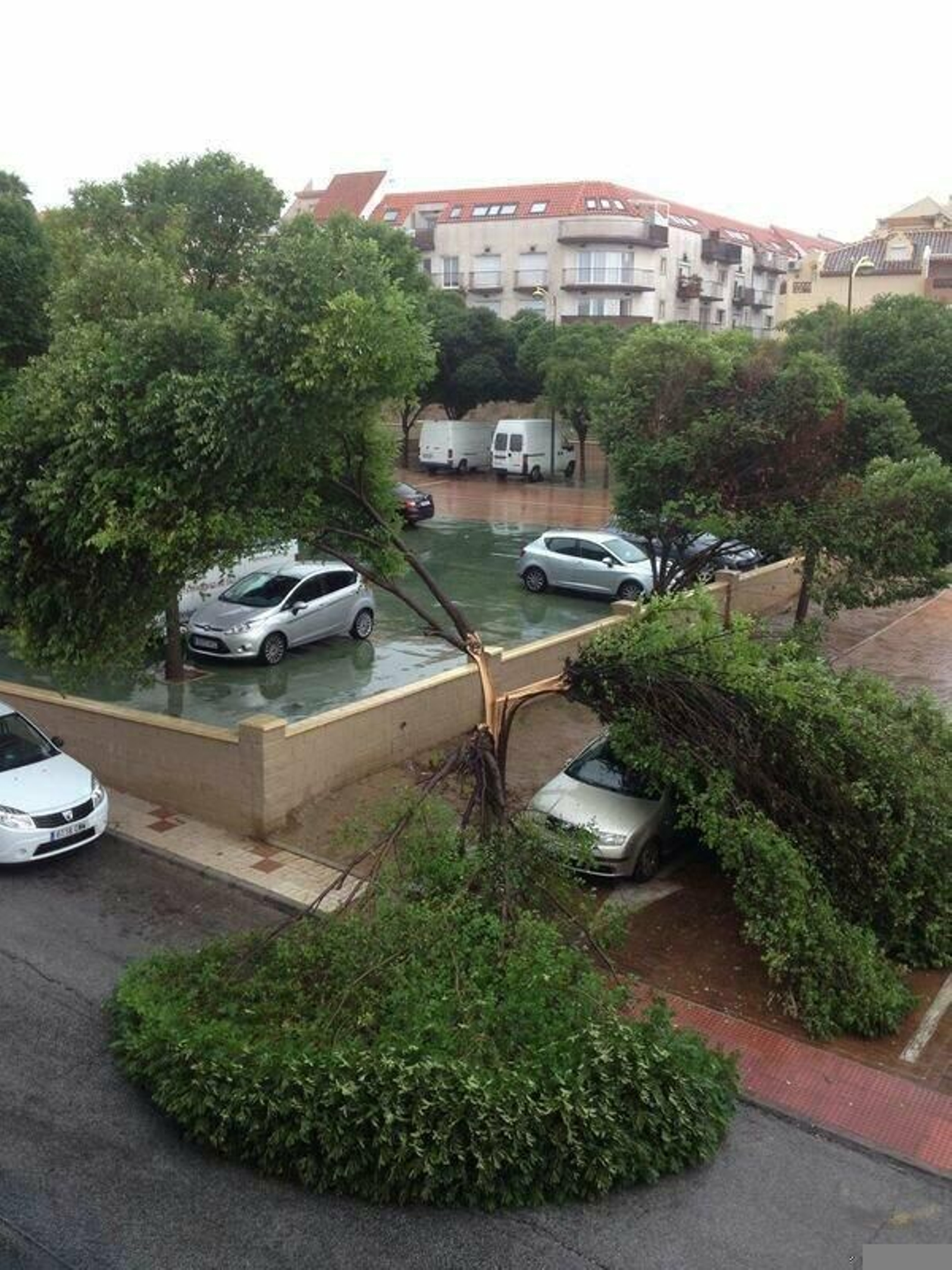 Árboles caídos en Alhaurín de la Torre.