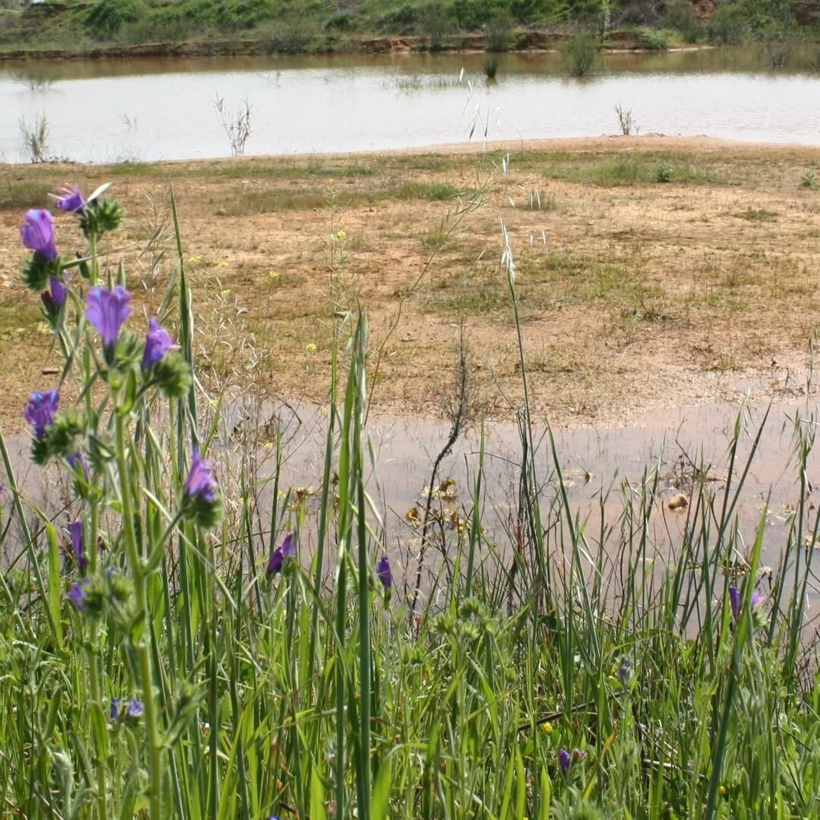 Laguna de la Moheda, en La Guijarrosa. Laguna de la Moheda, en La Guijarrosa.