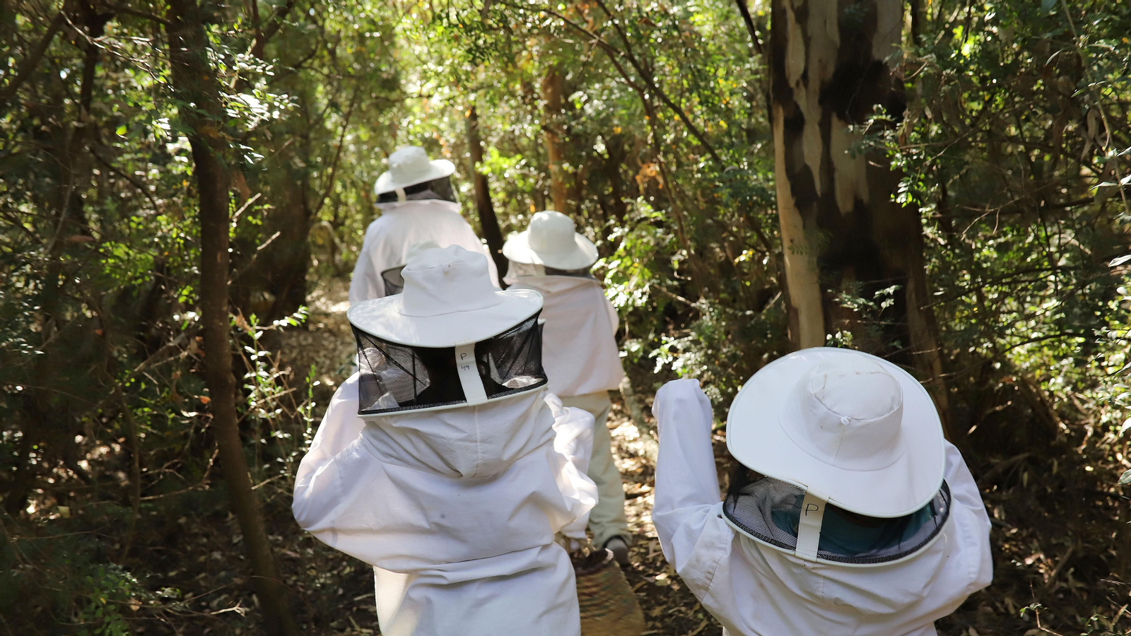 Jerez celebra el Día Mundial de las Abejas Jerez celebra el Día Mundial de las Abejas