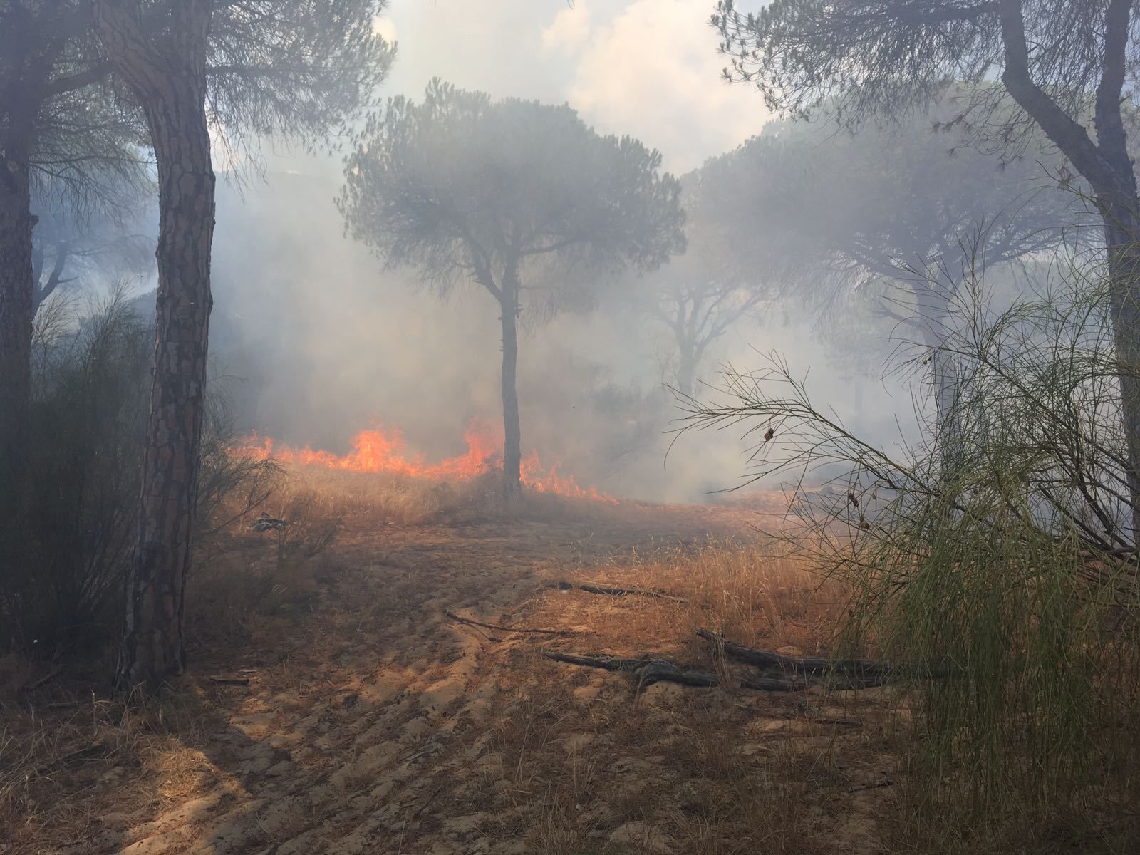 Uno de los incendios provocados presuntamente por el detenido en el parque de La Breña.