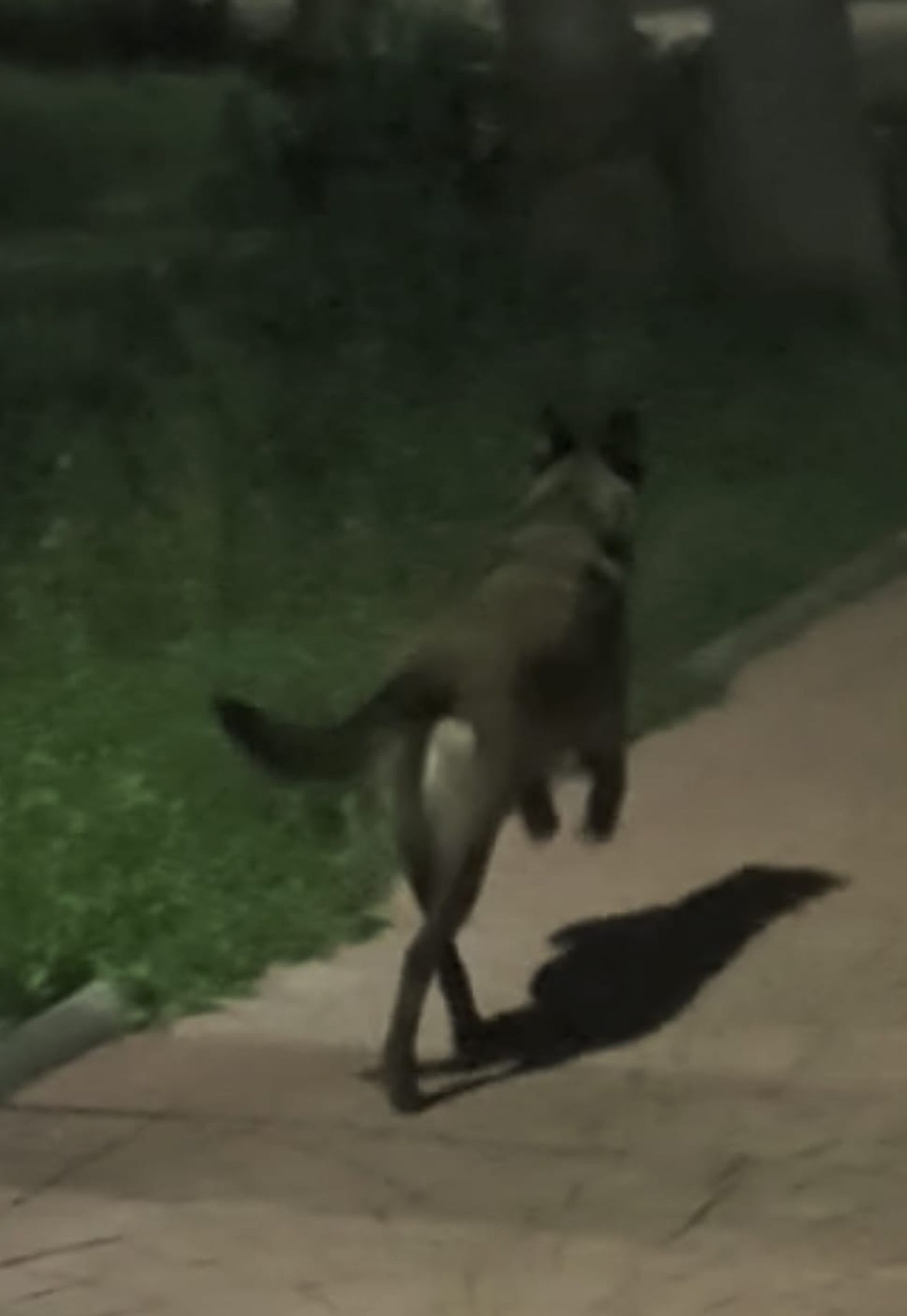 Un perro de la unidad canina.