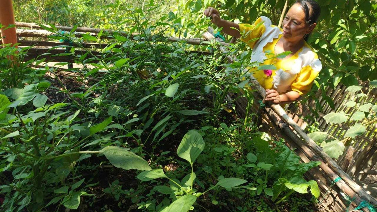 Huertos familiares que se han puesto en marcha gracias a la ayuda enviada por Manos Unidas para que los ciudadanos puedan autoabastecerse de alimentos y además comercializarlos. Un proyecto básico también para conservar plantas ancestrales y granos primitivos de esta zona del país.