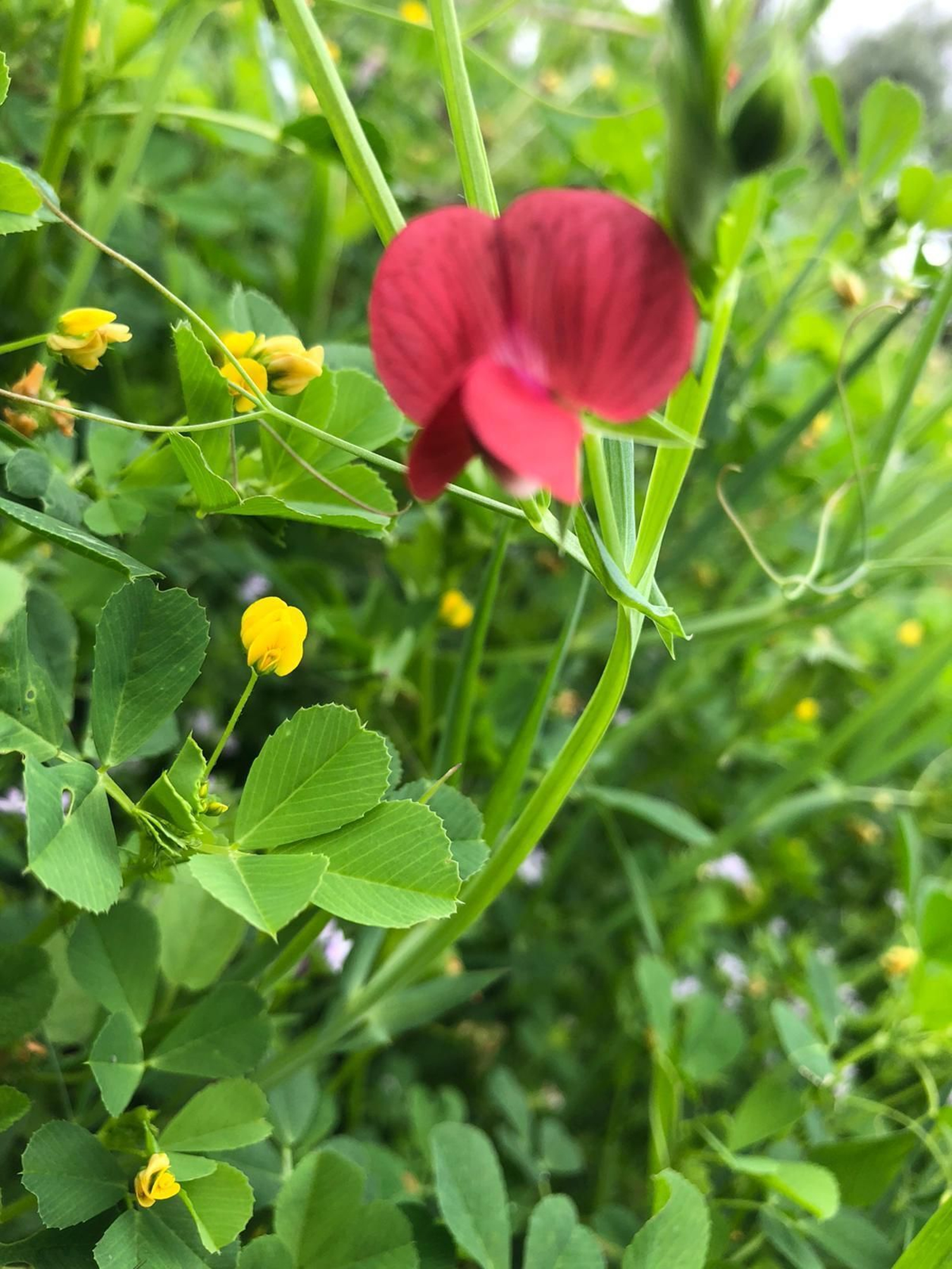 Las fotografías de la primavera en la Campiña de Córdoba