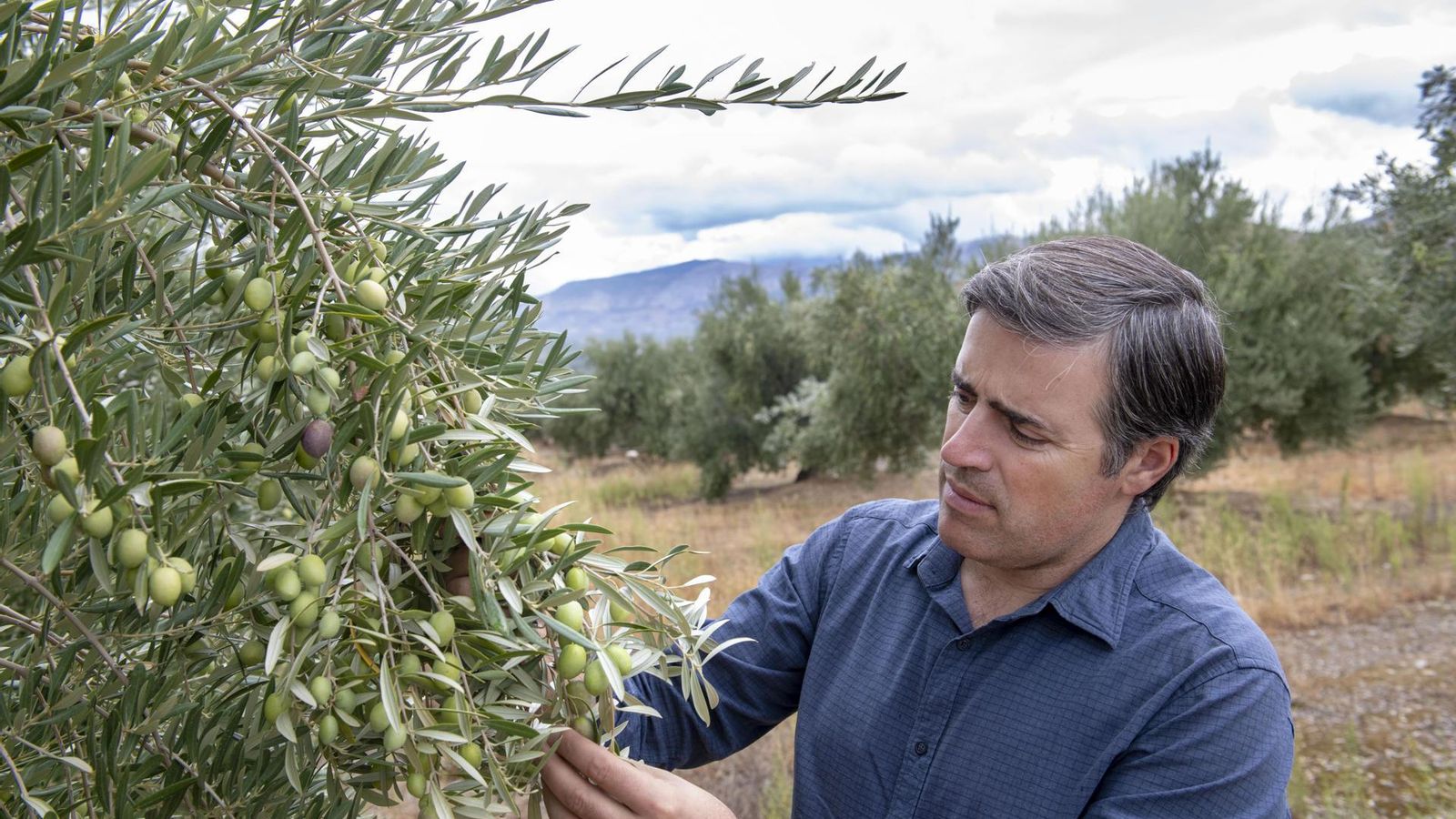 Cristóbal Cano, de UPA, comprueba el estado del fruto.