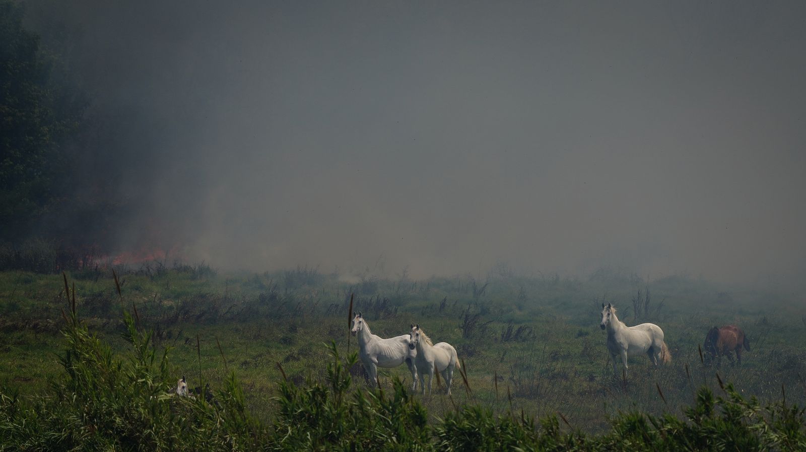 Así fue la salvación de las llamas de una manada de caballos en La Teja