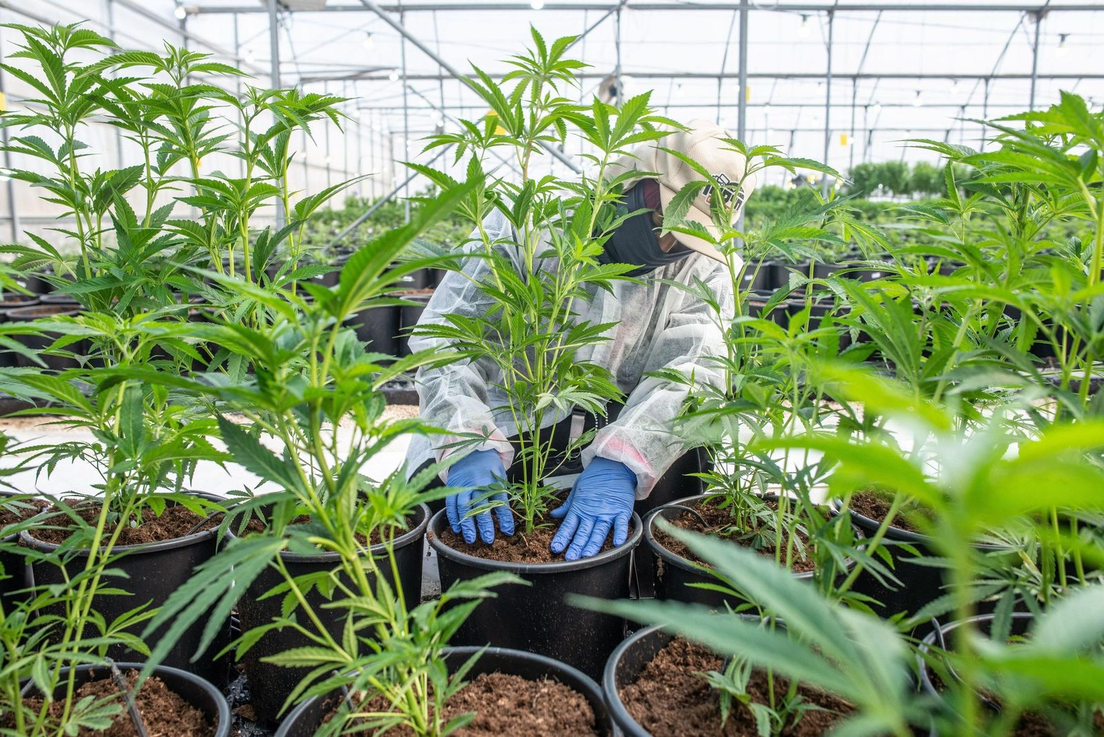 Una plantación de marihuana