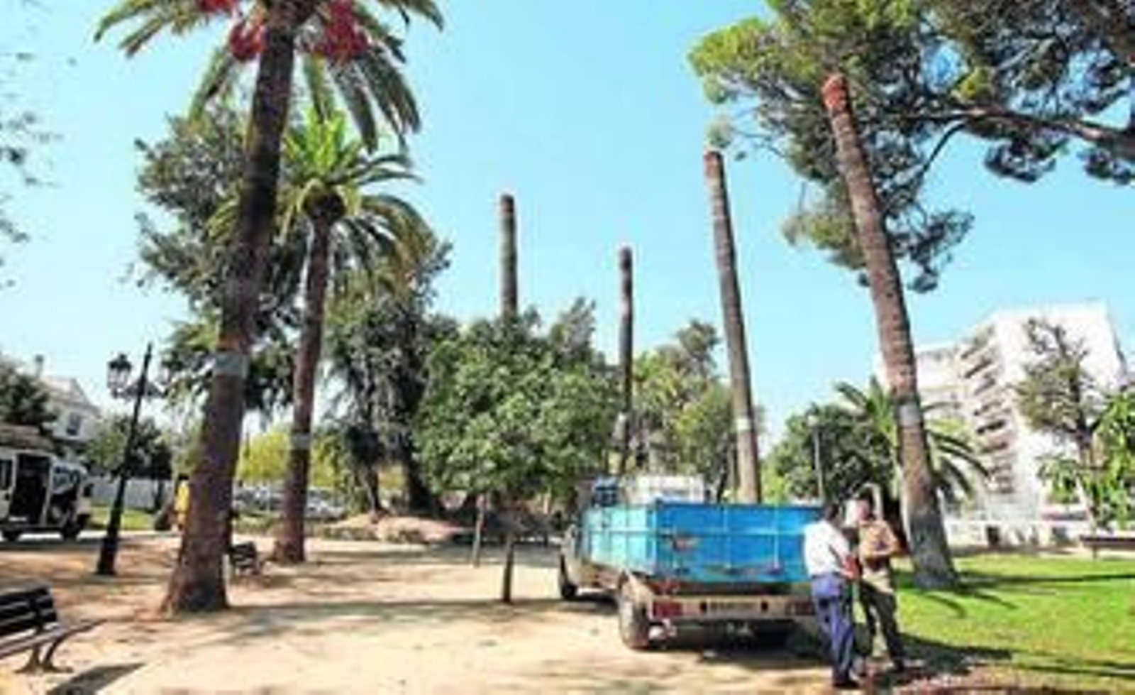 Personal de mantenimiento de parques ayer en El Retiro ante varias palmeras totalmente podadas.