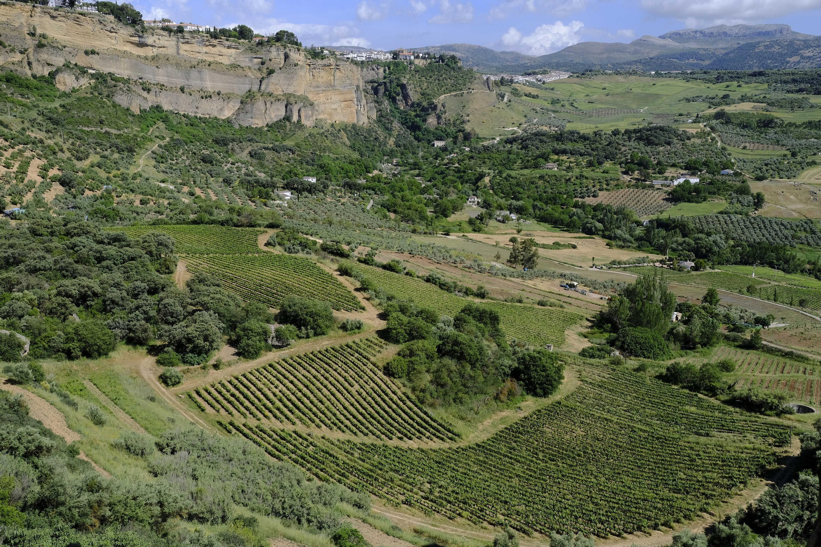 El regreso del turismo extranjero a las bodegas rondeñas, en fotos