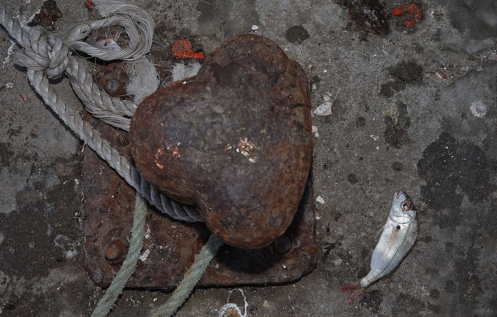 El puerto pesquero de La Línea, en imágenes