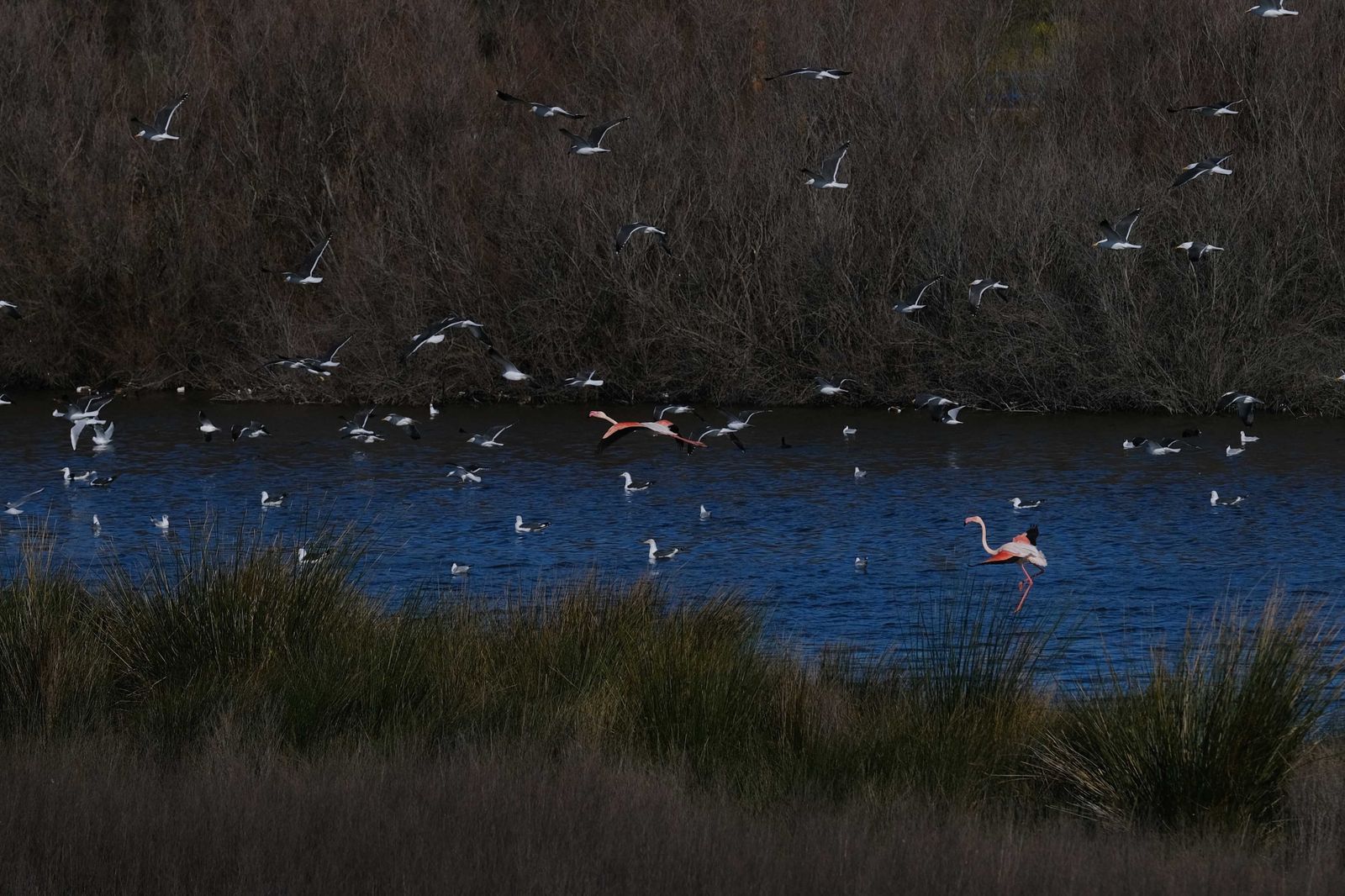 Los flamencos regresan a Fuente de Piedra, en fotos