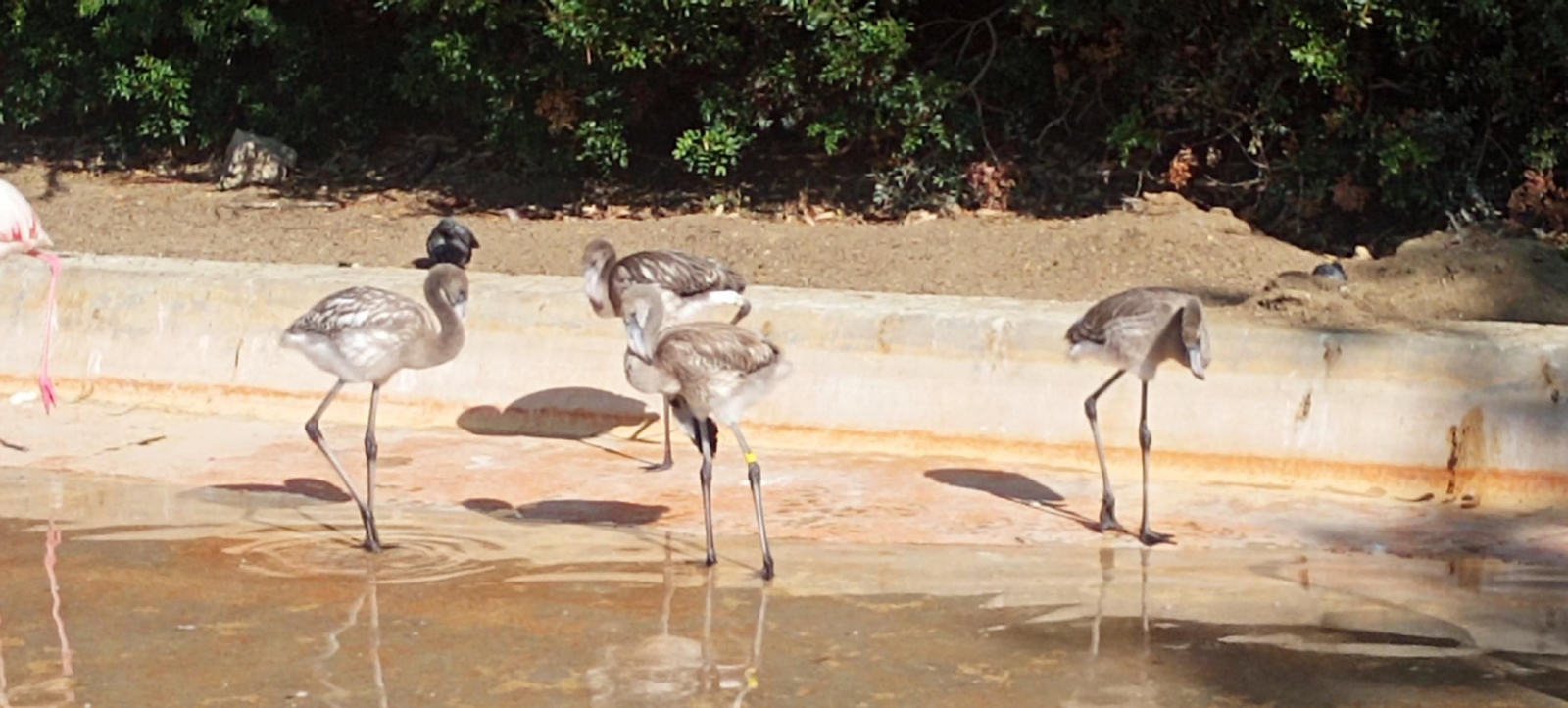 Ejemplares de los flamencos que han nacido en el Zoo de Jerez.